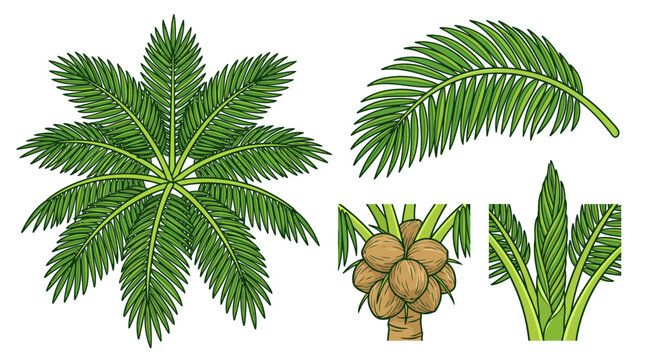 Set of hand drawn coconut palm tree elements.