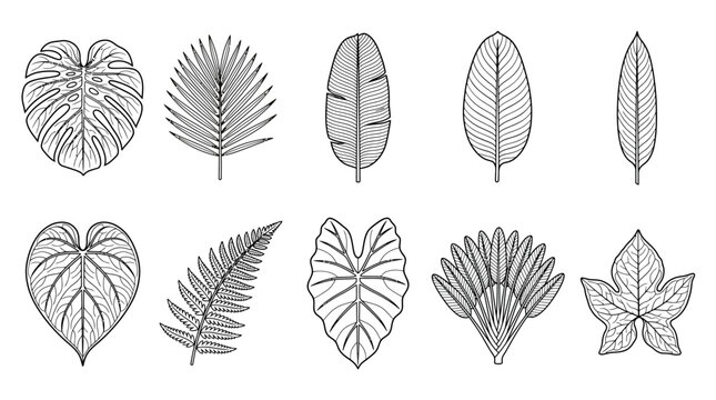 Set of hand drawn tropical leaves and exotic foliage botanical illustrations.