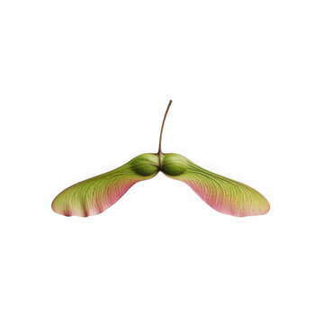 Green maple seed pod pair with pink accents and thin stem on clear background.