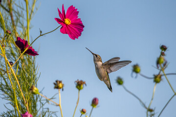 A humming bird and wild flowers © isuflyboy07