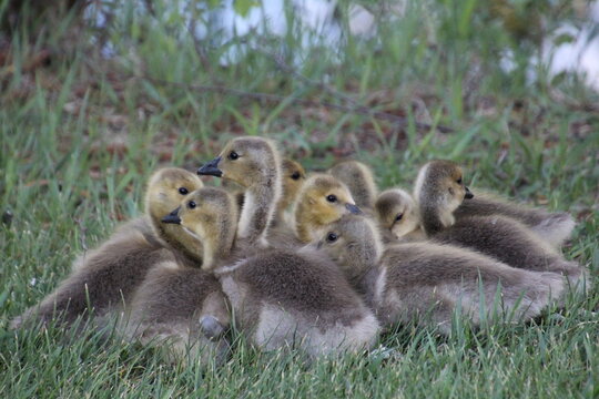 family of canada geese