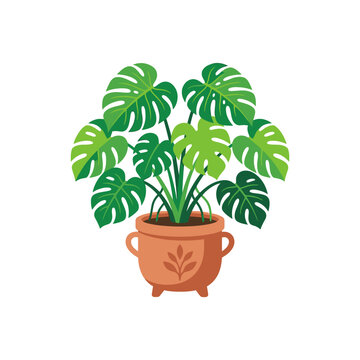 Monstera Deliciosa Plant in Pot.