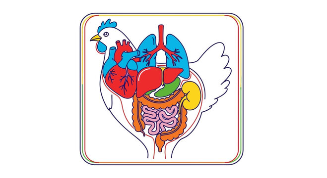 Chicken Anatomy Diagram: Internal Organs of a Domestic Fowl Illustrated