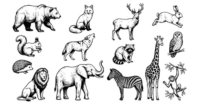 Hand Drawn Animals Vector Collection Wildlife Sketch Illustration Set