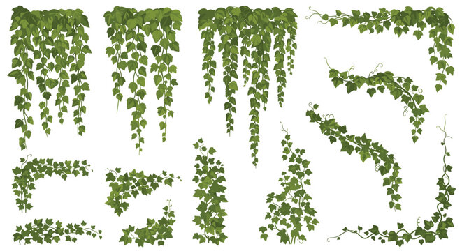 Detailed set of various green ivy vines and climbing plants with leaves in different hanging and corner arrangements.