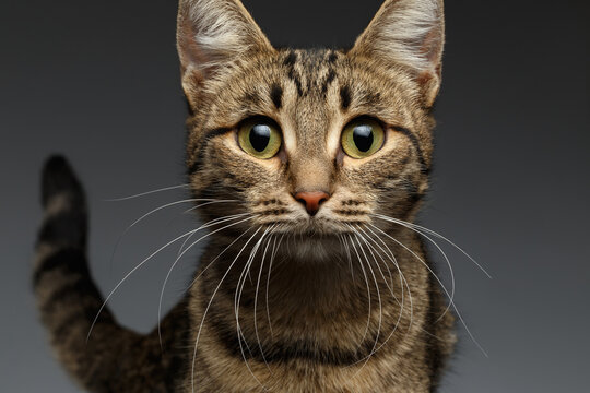 Brown tabby cat close-up portrait looking straight at camera with green eyes and long whiskers on gray gradient background, studio shot