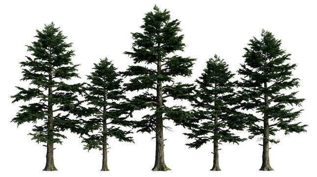 Five tall green coniferous trees standing in a row against a white background.