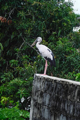 Fototapeta premium Asian Openbill stork Anastomus oscitans wading bird perched on weathered concrete wall with lush tropical foliage background in Thailand
