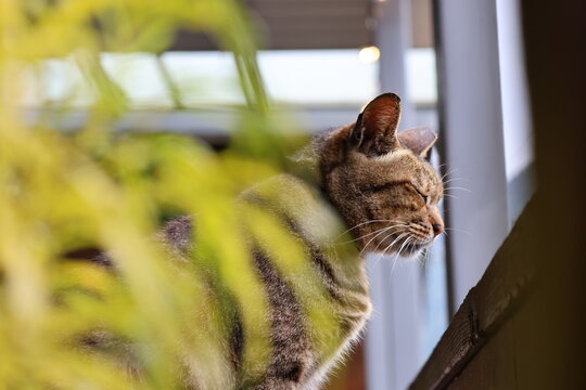 Peaceful tubby cat.