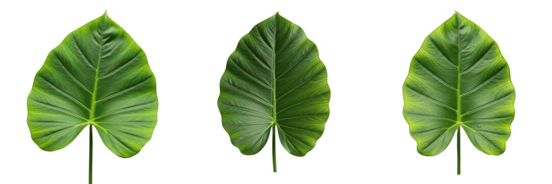 Tropical Elephant Ear Leaf Set PNG, Large Green Taro Caladium Leaves Transparent Illustration, Exotic Palm Botanical Jungle Graphic Collection, Isolated Monstera Style Foliage Clipart, Summer Garden 3