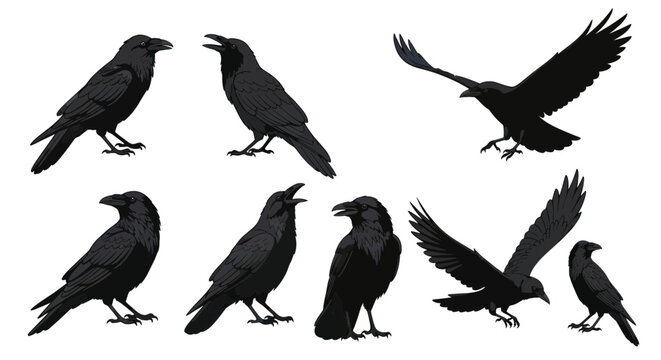 Collection of Black Ravens and Crows in Various Poses - Isolated on White