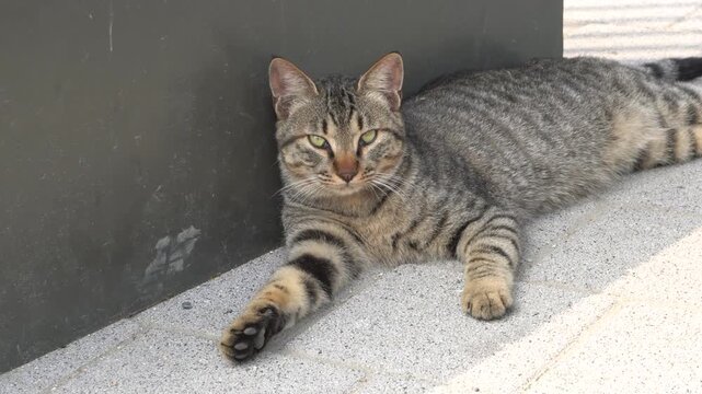 Stray cat resting in the shade to escape the heat