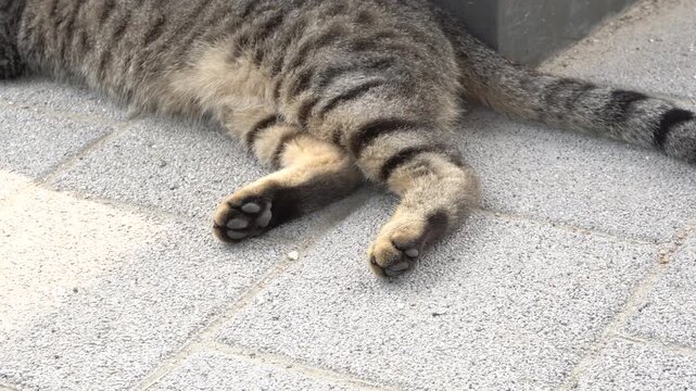 Stray cat resting in the shade to escape the heat