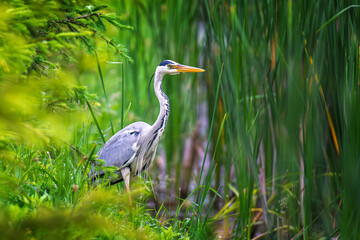 Fototapeta premium A majestic Grey Heron stands alert amidst vibrant green foliage