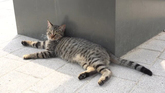 Stray cat resting in the shade to escape the heat
