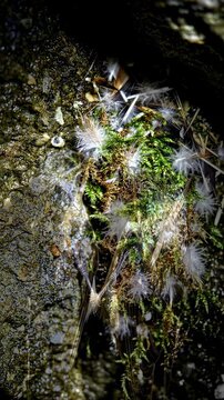 Dandelion seeds dispersing in the wind.
