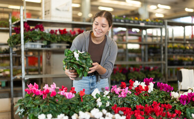 Female landscape designer gets acquainted with assortment of flower shop warehouse, choose plants to create landscaping project, select and buy cyclamen shrub potted flower... © JackF