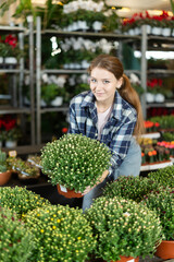 Female landscape interior designer gets acquainted with assortment of flower shop warehouse, choose plants to create landscaping project, select and buy chrysanthemum grandiflora potted indoor palm © JackF