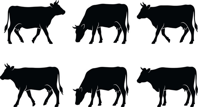 Cow silhouettes vector set featuring dairy cattle grazing walking and standing positions isolated on white background for farm and agricultural design elements.