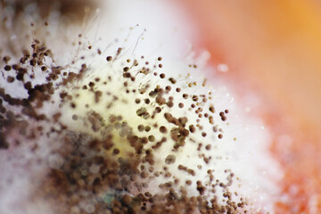 Macro shot of brown fungus or spores growth on rotten persimmon fruit © taffpixture
