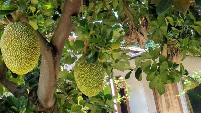 Jackfruits growing on a tropical tree in a residential backyard during daylight