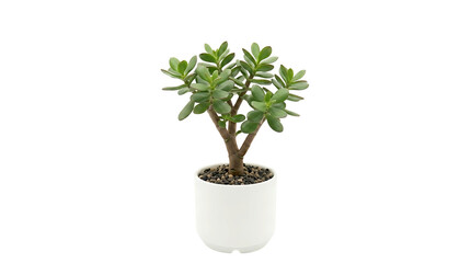 Fototapeta premium Small jade plant in white ceramic pot isolated on transparent PNG background, indoor succulent decoration and houseplant concept