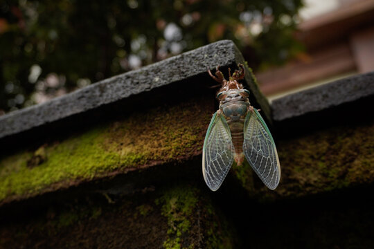 Cicada with Translucent Green Wings Perched on a Mossy Stone Wall