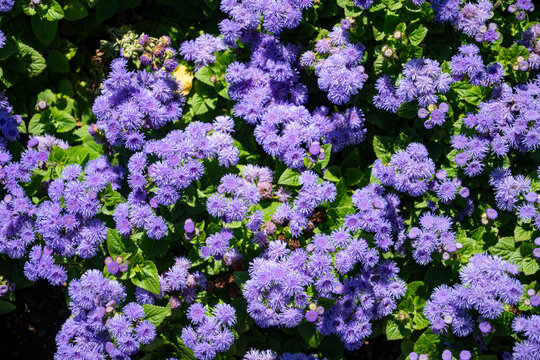 Purple ageratum floral background