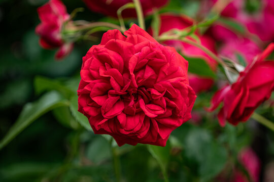 Red Tess of the d'Urbervilles rose in bloom