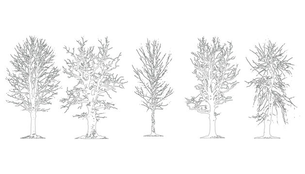 Bare tree branches vector transparent background line art isolated winter trees illustration.