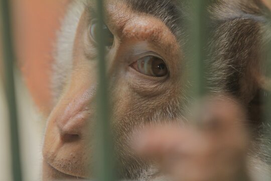 Close up of a mother macaque looking out from inside a cage at a zoo