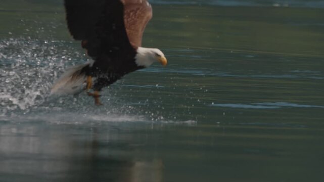 Eagle flying over the ocean, hunting and catching food