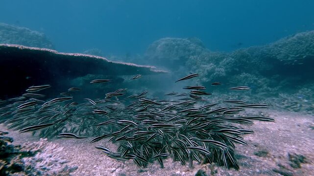 Dolly forward along the seafloor to reveal a school of juvenile striped eel catfish (Plotosus lineatus) in a hypnotic feeding frenzy in Dauin, Negros Island Region, Philippines