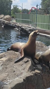 sea lion on the rocks