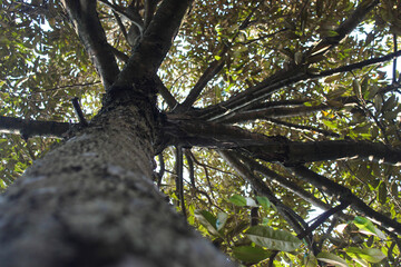 Fototapeta premium bottom up view of a lush durian tree
