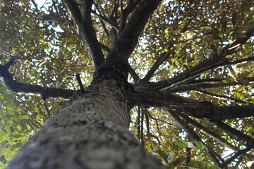 Fototapeta premium bottom up view of a lush durian tree