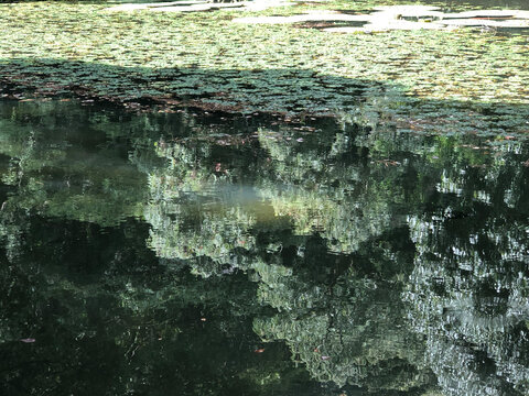 Water Reflection with Floating Leaves on a Garden Pond