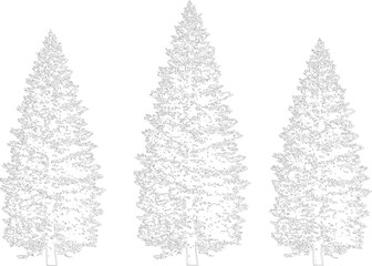 Three coniferous evergreen trees illustrated as intricate line drawings featuring pyramid shapes and detailed needle foliage on transparent background. © MdKorban