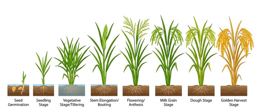 Rice plant life cycle growing up stages from seed to harvest