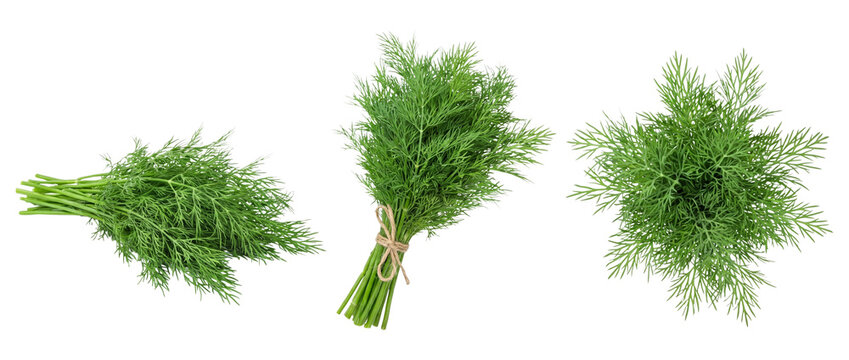 Fresh dill bunches with tied stems on transparent background