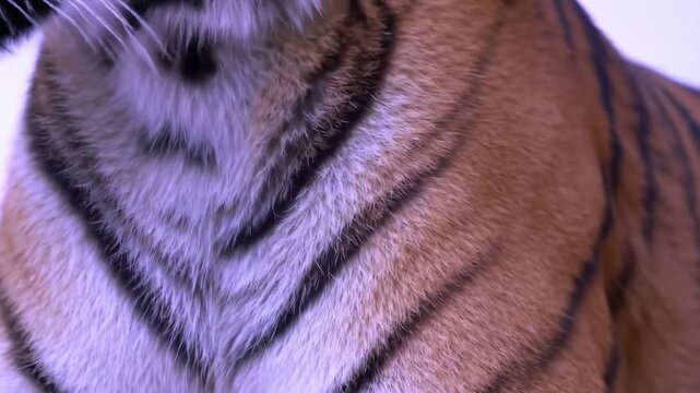 Close-up of a tiger's fur with black stripes. Soft texture, color blends