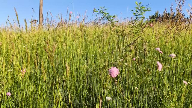 Wildflowers and Green Grass Swaying in a Sunny Italian Meadow