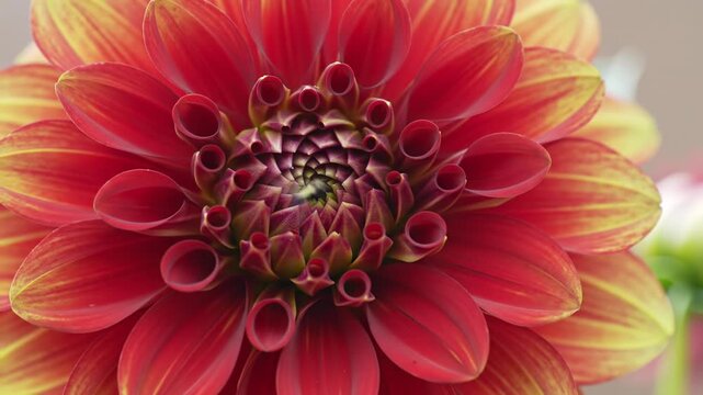 Close-up of a vibrant dahlia with red and yellow petals