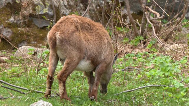 Alpine Ibex Standing and Grazing on a Grassy Hillside in Italy