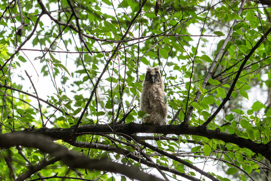 A young Long-eared Owl (Asio otus) fledgling adopting a "slim" defensive posture on a tree branch. To appear larger and blend in with the environment, the chick stretches its body vertically.