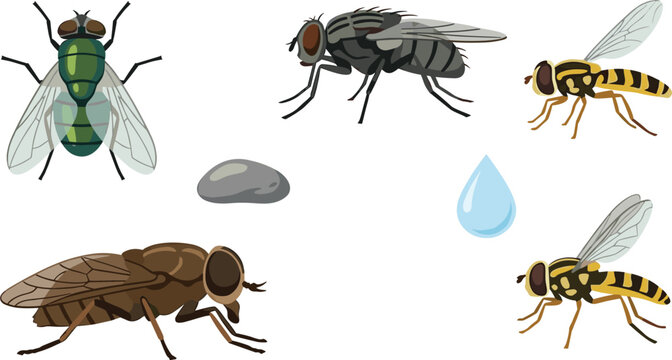 Fly Species Vector Illustration Featuring Bottle Fly, Housefly, Horsefly, Hoverflies, Pebble, and Water Droplet