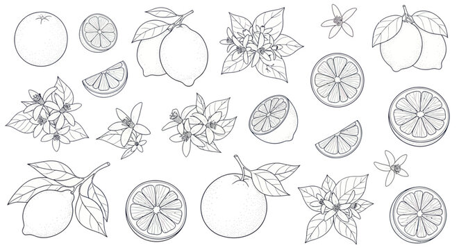 Hand-drawn Citrus Fruits Collection: Lemons, Oranges, Blossoms, Slices - Line Art