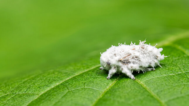 Mealybug or scale insect pest infected by white entomopathogenic fungus on green leaf