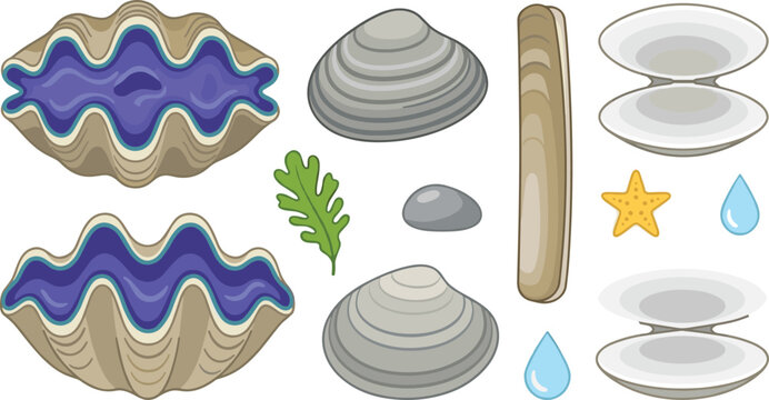 Marine Object Vector Illustration Featuring Clams, Razor Shell, Pebble, Seaweed, Starfish, and Water Droplets
