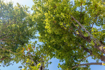 Fototapeta premium Green Leaves and young futis of Pltatanus oreintalis tree in sunset light.